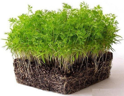 CYBEXIS RED CARROT MICROGREEN SEEDS800 Seeds Seed(800 per packet)