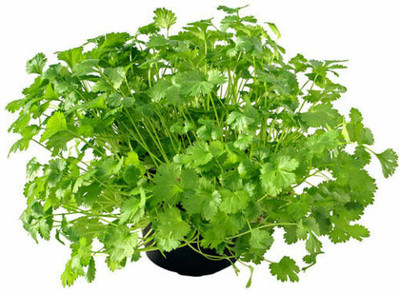 ZIXA CORIANDER CILANTHRO Seed(2000 per packet)