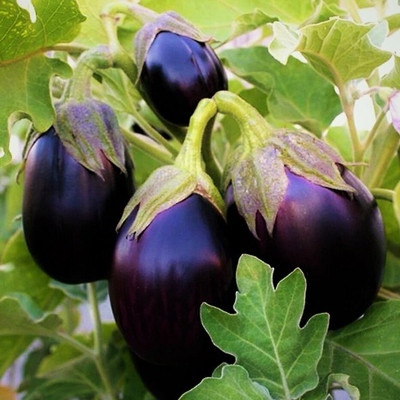 CEZIUS Easy Growing Brinjal Melongene Guinea Italian Squash-a19D Seed(198 per packet)