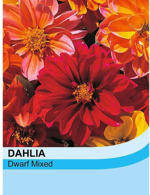 LPR DAHLIA Seed(20 per packet)