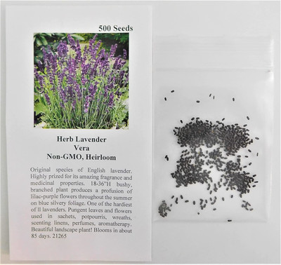 CYBEXIS PAU-96 - Herb Lavender Vera - (2250 Seeds) Seed(2250 per packet)