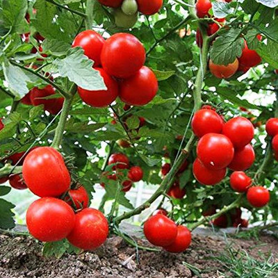 KNESSiN Hybrid Cherry Tomato 1 Packet Seeds Seed(200 per packet)