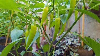 BDSresolve Chilli seeds for planting PACK OF 105 Seed(105 per packet)