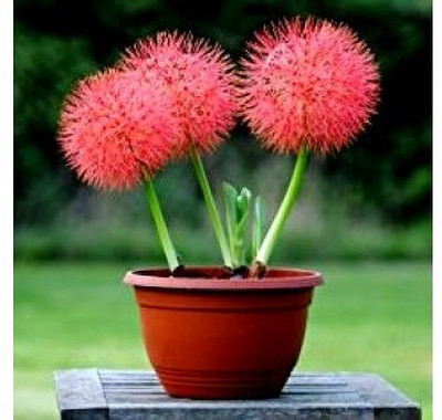 Cloud Farm Lily Plant Seed(2 per packet)