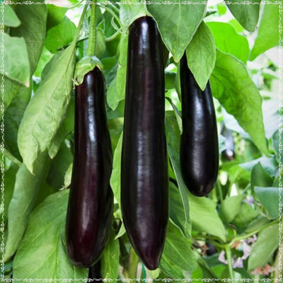 KNESSiN Organic Long Purple Violette Brinjal ( Seeds) Seed(5000 per packet)