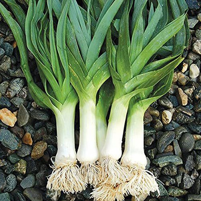WILLVINE PAU -VII SPRING ONION SEEDS [50g] Seed(30000 per packet)