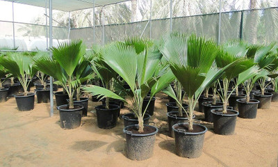 BDSresolve Areca Palm Indoor Live Plant seeds/palm seed 10 Seed(10 per packet)