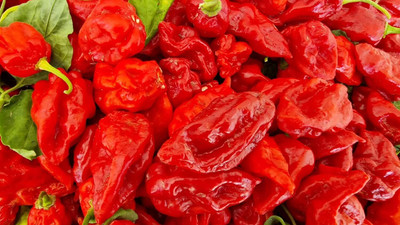 KNESSiN Fast Growing 7 Pot Red Chilli Vegetable Seeds For Planting-(1200 Seeds) Seed(1200 per packet)