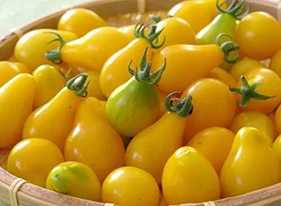 Qualtivate EXL-4AT Yellow Pear Tomato Seed(300 per packet)