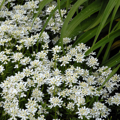CEZIUS Snowsation Candytuft Seed(60 per packet)