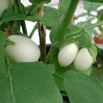 KNESSiN Brinjal White Round Seed(1250 per packet)