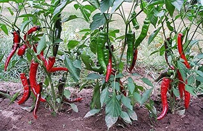 Biosnyg Disease-Resistant Italian Sweet Long Pepper Seeds For Gardening-(2000 Seeds) Seed(2000 per packet)