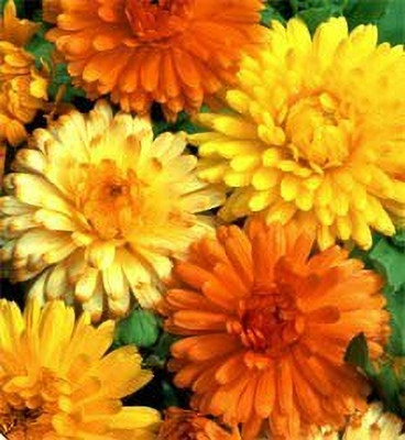 Lorvox Calendula Double Mixed Color Flower Hybrid Seed(24 per packet)