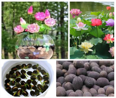 APOSOLUARD lotus Seed(12 per packet)