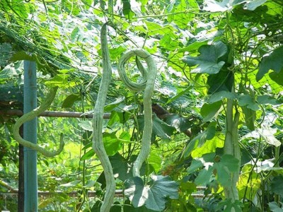 Qualtivate PUA-7A Long Snake Gourds - Rare Seed(25 per packet)