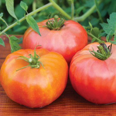 Quentova Brandywine Red Tomato 5gm Seeds Seed(2000 per packet)