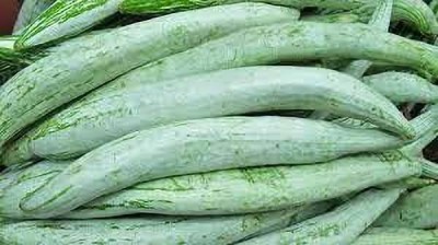 Aywal Snake Gourd White F1 short chachinda Vegetable Seed(38 per packet)