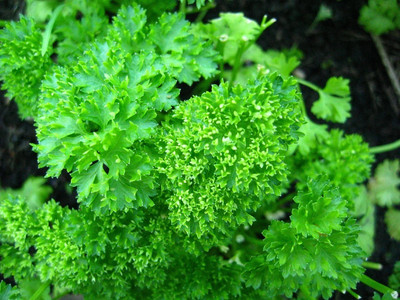Quentova FOREST GREEN PARSLEY Petroselinum Crispum Double Triple Curl-GBPUT-3P Seed(150 per packet)