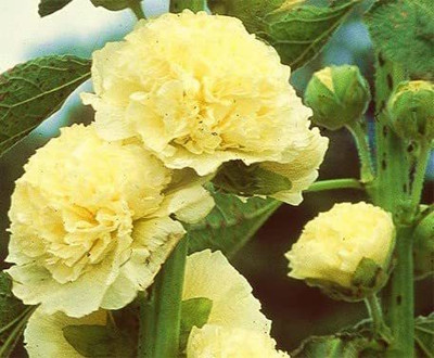 ACCELCROP Hollyhock Hybrid Seed(30 per packet)