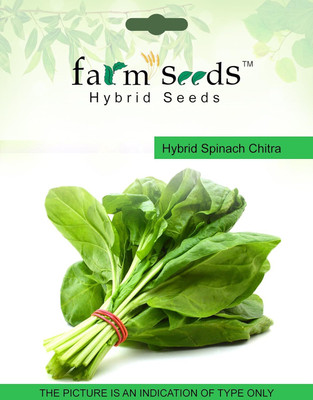 ActrovaX Hybrid Spinach Chitra 1 Packet [1000 Seeds] Seed(1000 per packet)