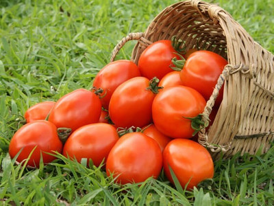 CYBEXIS Manisha Hybrid Tomato2000 Seeds Seed(2000 per packet)