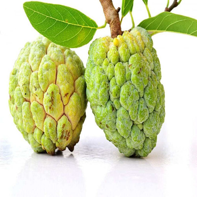 Flipkart SmartBuy Custrad Apple Setaphal Seed(25 per packet)
