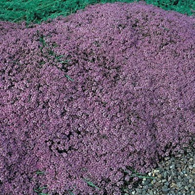 VibeX NBIR-93 - Creeping Thyme Ground Cover - (150 Seeds) Seed(150 per packet)