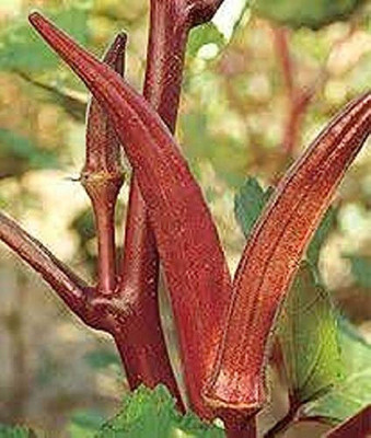BDSresolve hybrid red lady finger seeds Seed(50 per packet)