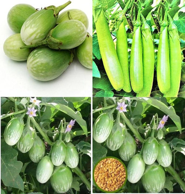 ibains Brinjal tree seeds bij 57 Seed(57 per packet)