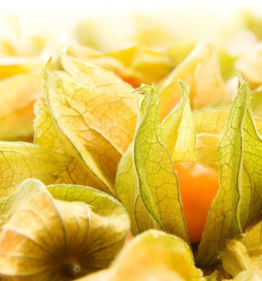 QALANDAR Cherry Husk - Cape Gooseberry Seed(100 per packet)