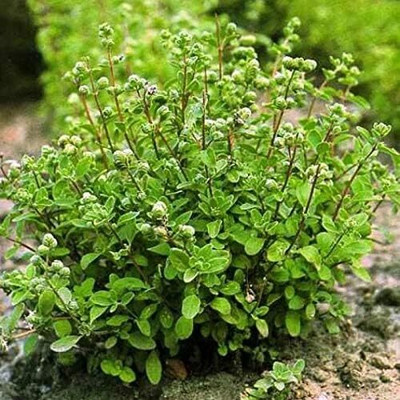 Qualtivate ICRA-1A Herb Sweet Marjoram Oregano Seed(200 per packet)