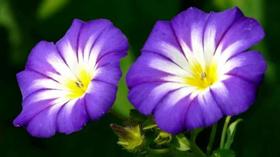 CYBEXIS Flower Seeds | Morning Glory Mixed Color Creeper Flower Plant Seeds Seed(50 per packet)