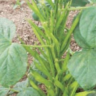 Oliver CLUSTER BEANS SEEDS Seed(31 per packet)