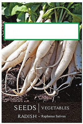 KNESSiN VII-51 Radish Seed(200 per packet)