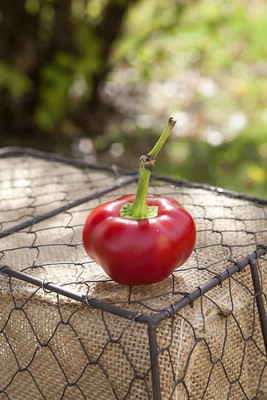 KNESSiN Non GMO Hot Cherry Stuffer Pepper Vegetable Seeds for Garden-(2400 Seeds) Seed(2400 per packet)