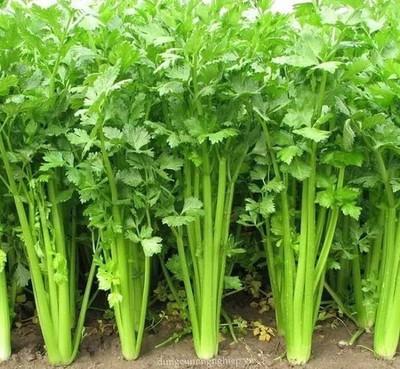 Qualtivate XLR-90 Celery Celeriac Turnip-Rooted Seed(500 per packet)