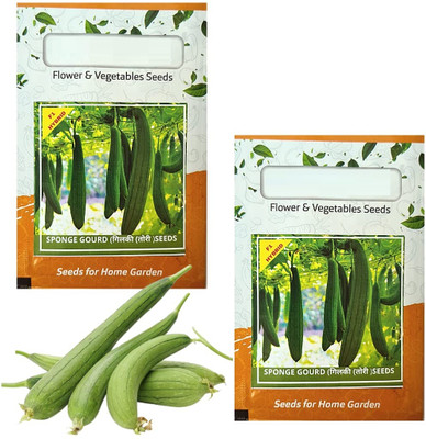 VibeX Sponge Gourd | F1 Organic Seeds[100 Gms, 500 Seeds] Seed(500 per packet)