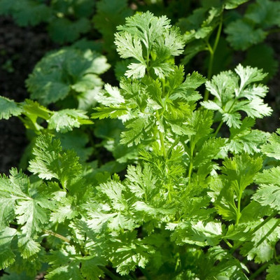 AMAJIT Coriander,Dhaniya for Planting Seed Seed(140 per packet)