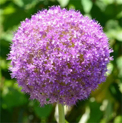 KNESSiN Easy to Grow Giant Onion Flower Seeds For Gardening-(1200 Seeds) Seed(1200 per packet)