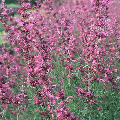 CYBEXIS LXI-5 - RED AGASTACHE 'HEATHER QUEEN' Mint - (450 Seeds) Seed(450 per packet)