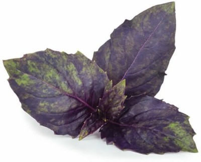 Quentova Purple Basil Herb-LTK Seed(250 per packet)