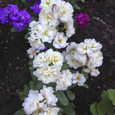 KANAYA Comman Stock Flower Seed(30 per packet)