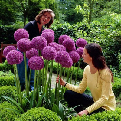 KNESSiN Rose Purple Ornamental Onion Seeds for Terrace Gardening-(2400 Seeds) Seed(2400 per packet)