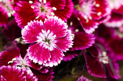 the green dotcom Sweet William Flower Seed(70 per packet)