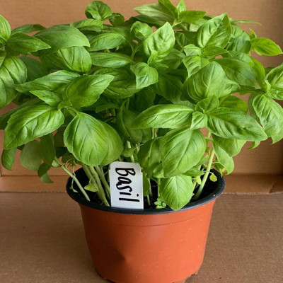 XEFRA Italian Large Leaf Basil Seed(100 per packet)
