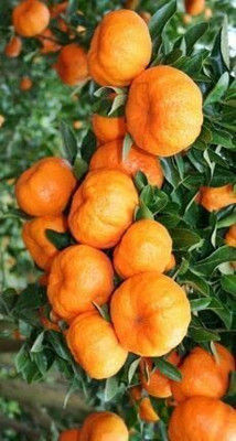 Aywal Orange Fruit Hybrid Seed(29 per packet)