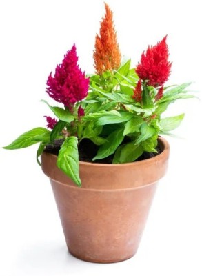 Quentova COLORFUL Mixed CELOSIA Flower-3Q-HUA Seed(75 per packet)