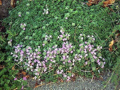 VibeX LX-47 - Elfin Thyme Plant - Thymus Minus - (1350 Seeds) Seed(1350 per packet)