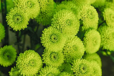 BDSresolve Chrysanthemum flower seeds green PACK OF 17 Seed(17 per packet)