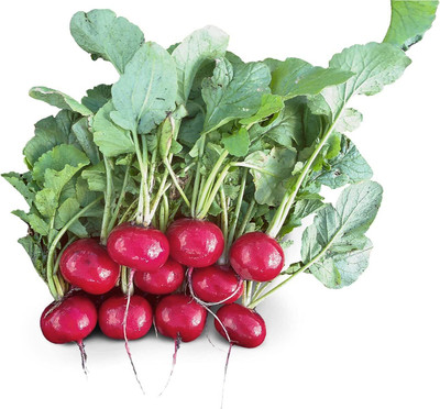 Qualtivate VXL-3AT Radish Red Jewel F1 Seeds Seed(300 per packet)